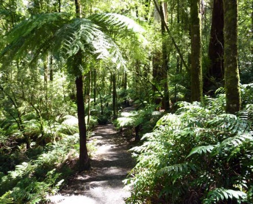Nearby Rainforest walks